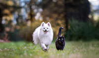 mimi and ghost
