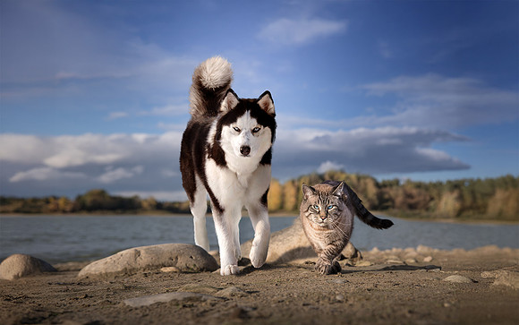 oscar and alame husky
