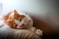 tigger-13