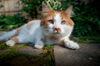 tigger-24