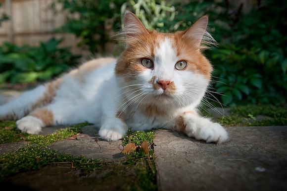 tigger-24