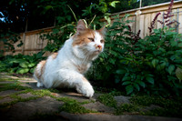 tigger-39