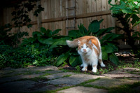 tigger-44
