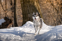 alame huskies-124