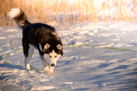 alame huskies-308