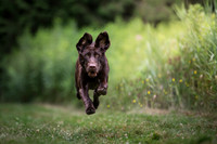 amigo bosco dudley shouldice-115