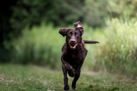 amigo bosco dudley shouldice-119