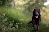 angus toro moffatt-331