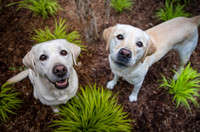 sandy & scout leibel