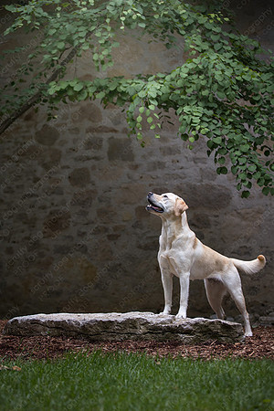 sandy scout leibel-008