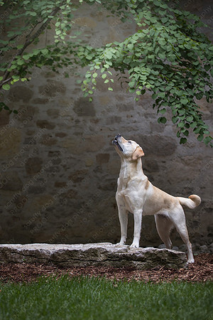 sandy scout leibel-006