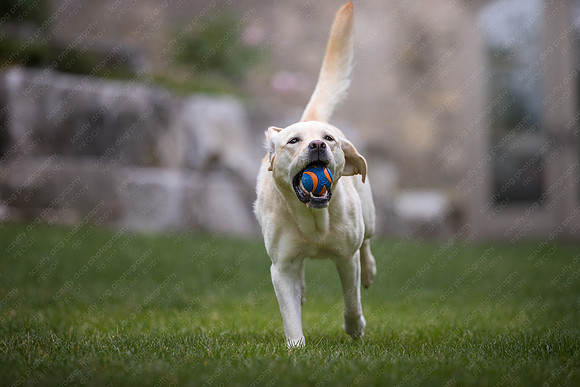 sandy scout leibel-084