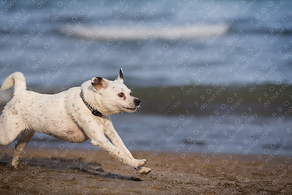 ollie lola nooyen-1811