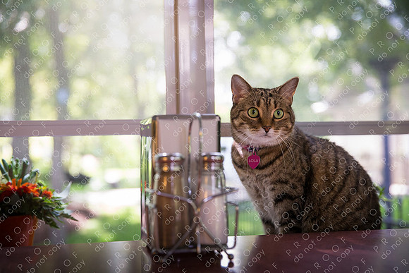 ollie lola nooyen-8