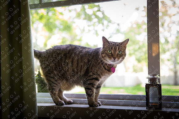 ollie lola nooyen-18