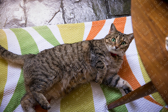 ollie lola nooyen-39