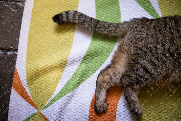 ollie lola nooyen-43