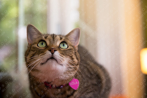 ollie lola nooyen-61