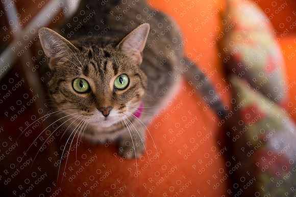 ollie lola nooyen-64