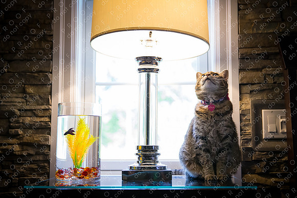 ollie lola nooyen-171