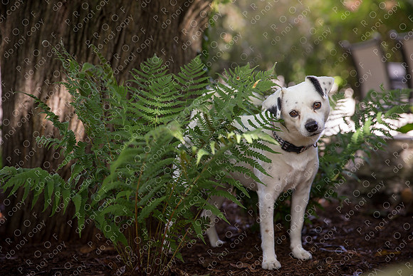 ollie lola nooyen-313