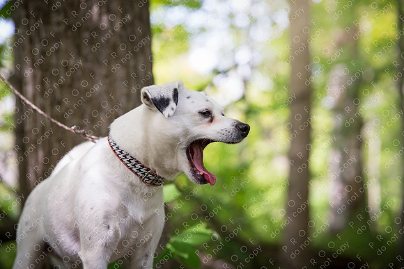 ollie lola nooyen-431