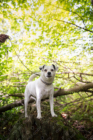 ollie lola nooyen-453