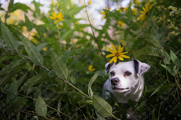 ollie lola nooyen-548