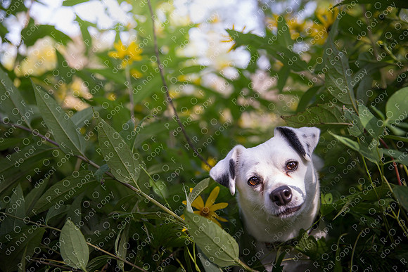 ollie lola nooyen-551