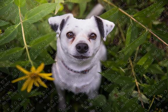 ollie lola nooyen-573