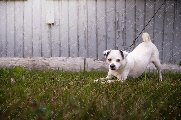 ollie lola nooyen-611