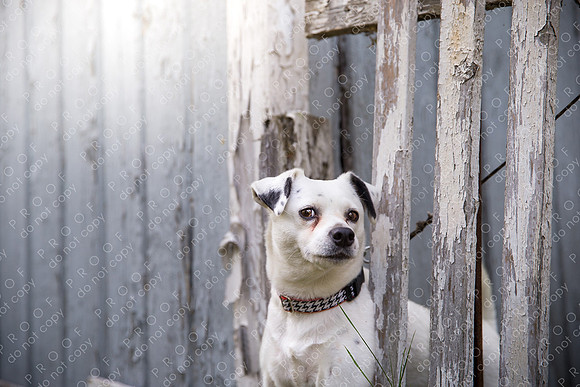 ollie lola nooyen-647