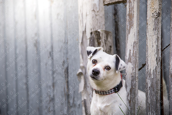 ollie lola nooyen-649
