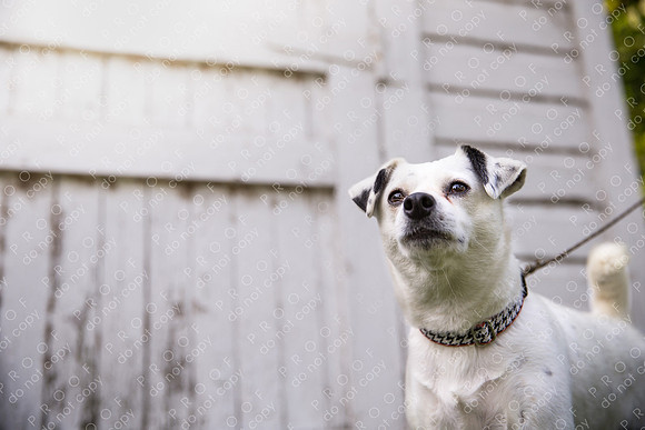 ollie lola nooyen-706