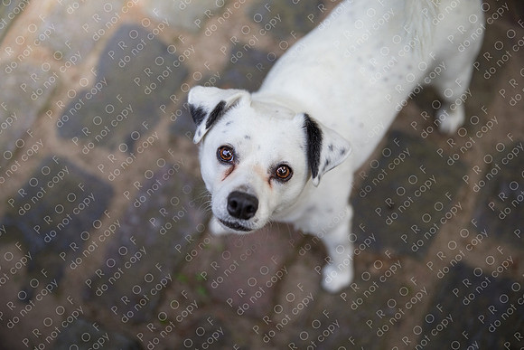 ollie lola nooyen-788