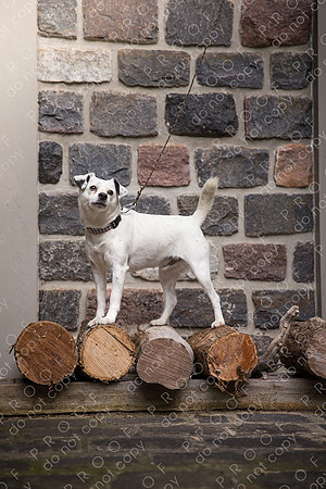 ollie lola nooyen-821