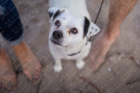 ollie lola nooyen-922