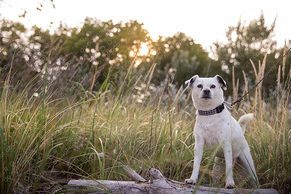 ollie lola nooyen-975