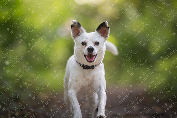 ollie lola nooyen-1313