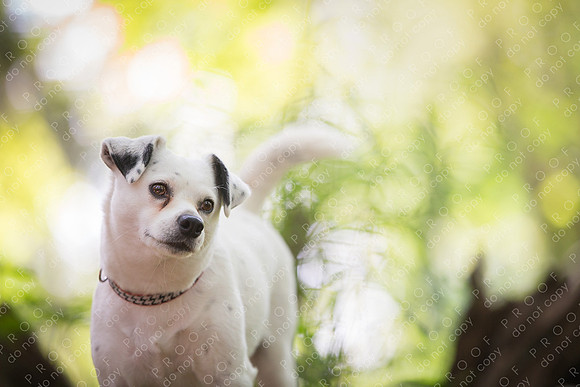 ollie lola nooyen-1411