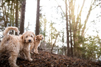 bailey & bella