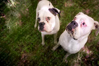 bosley & slim