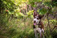 taffy's rescue