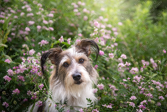 luke claeys-9