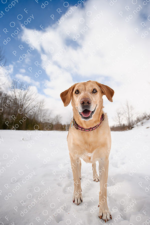 molly weisbrod-2