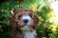 george