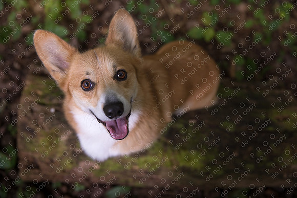 archie little-068