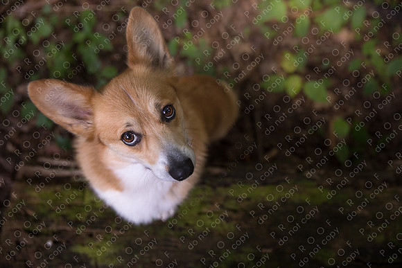 archie little-069