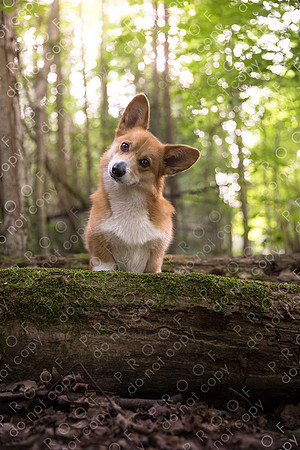 archie little-073