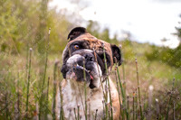 sampson